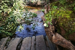 Fuentes de León