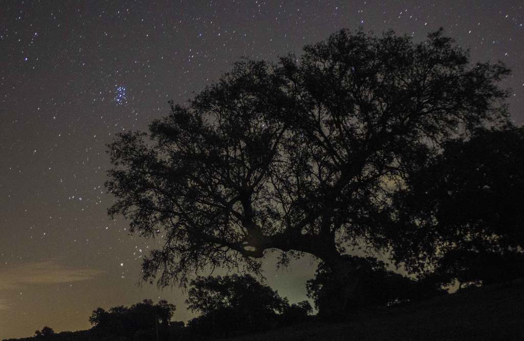 encina estrellada